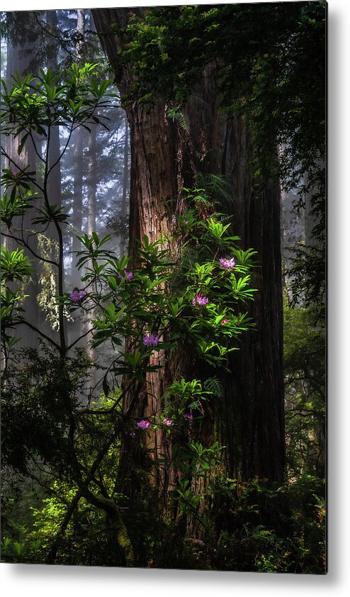 Landscape Metal Print featuring the photograph Dreamy Redwoods by Chuck Jason