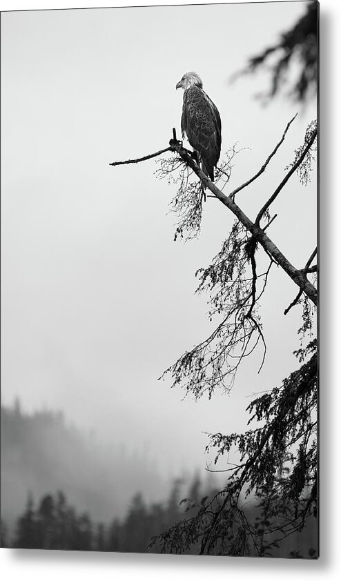  Metal Print featuring the photograph Eagle Black and White by Michael Rauwolf