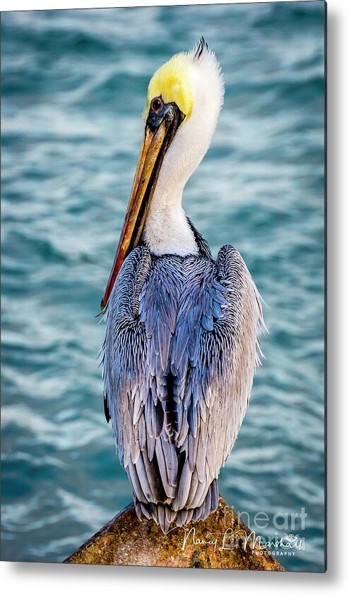 Avian Metal Print featuring the photograph Eastern Brown Pelican 1 Signed by Nancy L Marshall