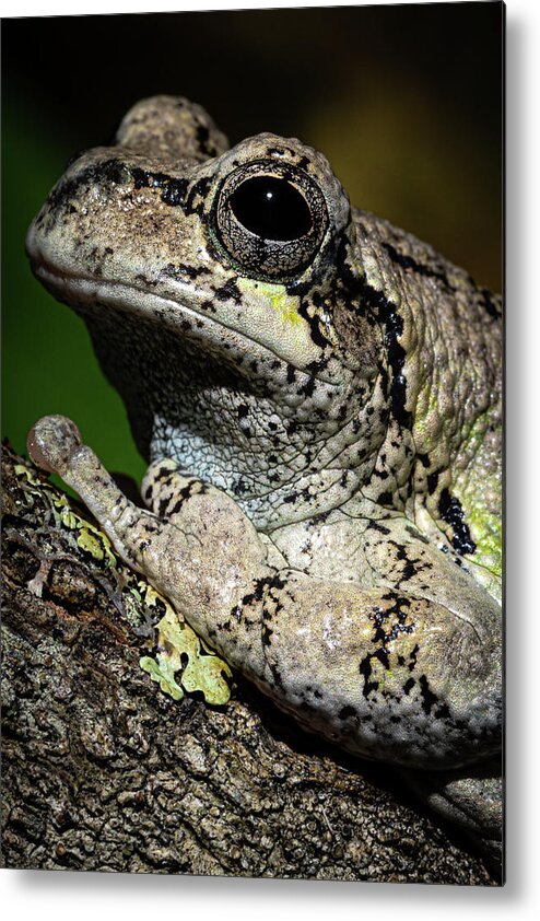 Eastern Gray Treefrog Metal Print featuring the photograph Eastern Gray Treefrog by Colin Chase