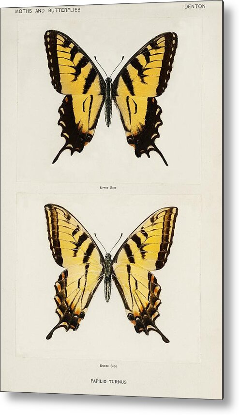 America Metal Print featuring the painting Eastern Tiger Swallowtail Papilio Turnus from Moths and butterflies of the United States 1900 by 185 by Les Classics