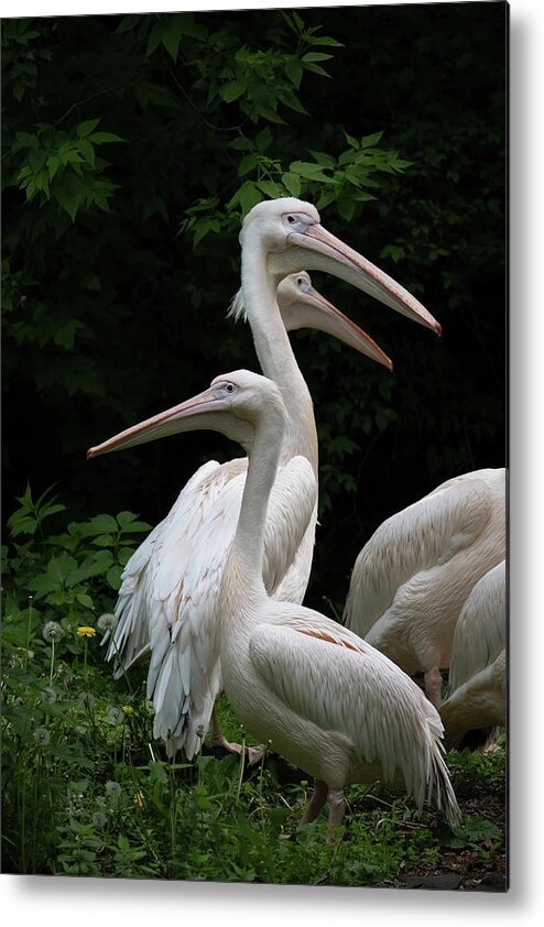 Pelican Metal Print featuring the photograph Eastern White Pelican Birds by Artur Bogacki