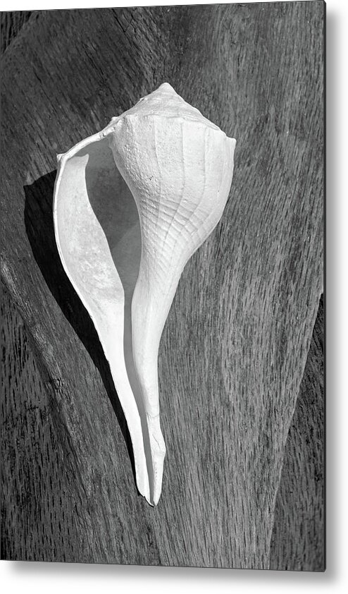 Lightning Whelk Metal Print featuring the photograph Elegant Lightning Whelk by Kathi Mirto