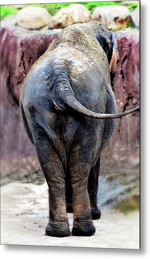 Elephant Metal Print featuring the photograph Elephant Photo 144 by Lucie Dumas