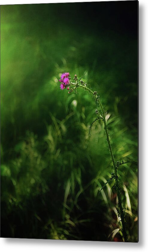 Thistle Wildflower Picture Metal Print featuring the photograph Enchanted Forest Picture by Gwen Gibson