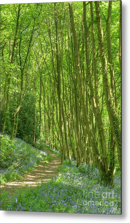 Bluebells Metal Print featuring the photograph English Bluebell Wood by David Birchall
