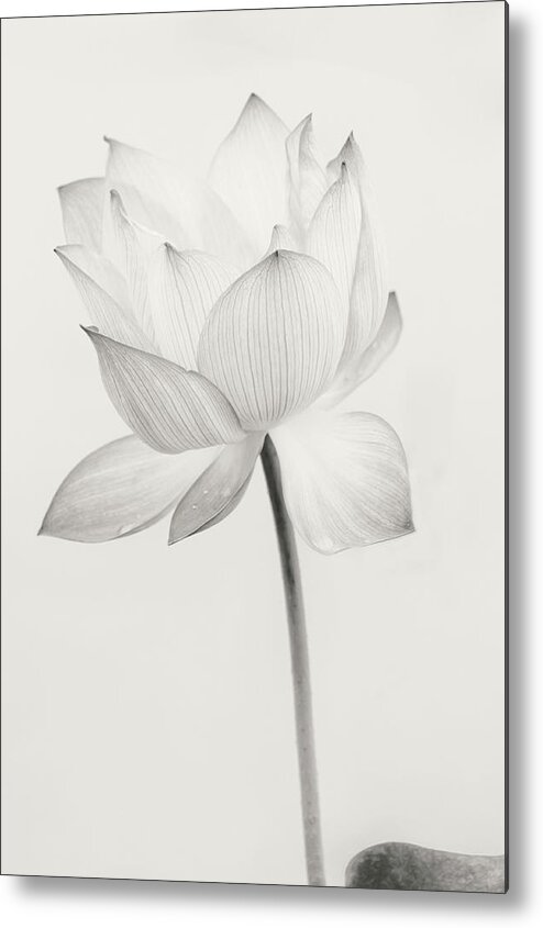 Floral Metal Print featuring the photograph Enlightenment by Usha Peddamatham