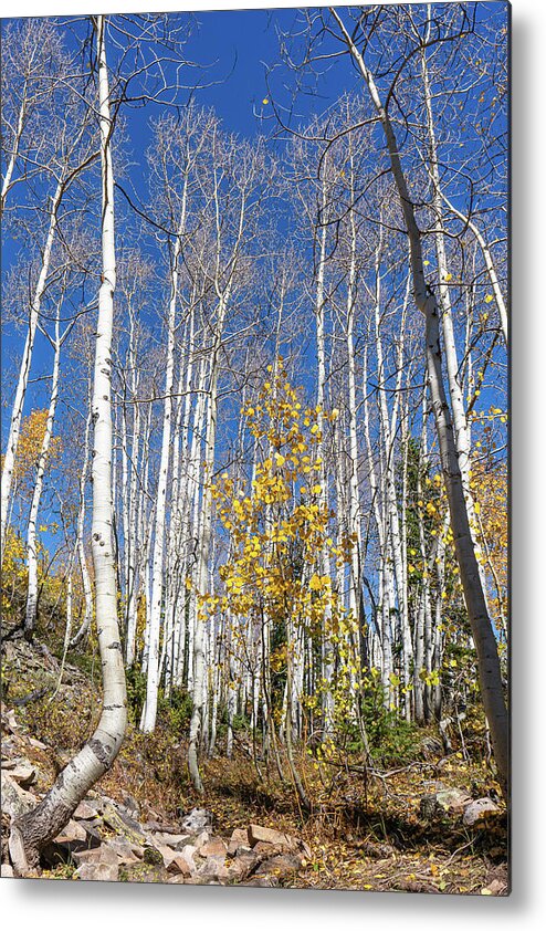 Aspens Metal Print featuring the photograph Fall and Late to the Party by Ron Long Ltd Photography