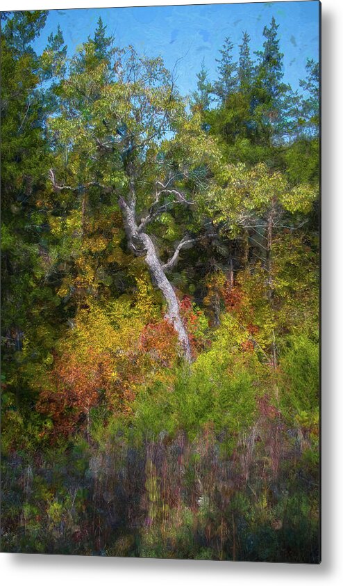 Nature Metal Print featuring the photograph Seasons Change #1 by Linda Shannon Morgan