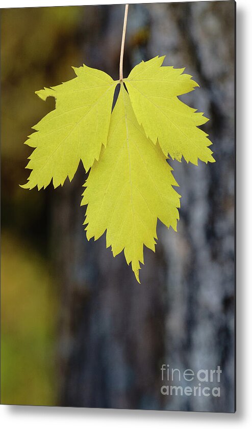 10k Trail Metal Print featuring the photograph Fall Leaf by Maresa Pryor-Luzier