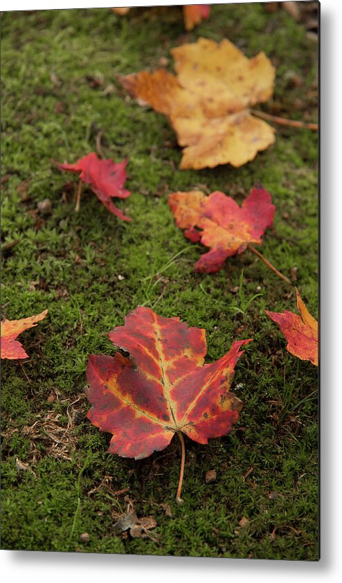 Fall Metal Print featuring the photograph Fall Leaves on Moss by Denise Kopko