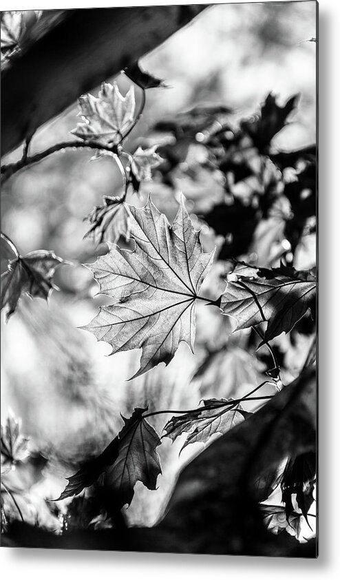 Black And White Metal Print featuring the photograph Fall Light no. 1 by Bruce Davis