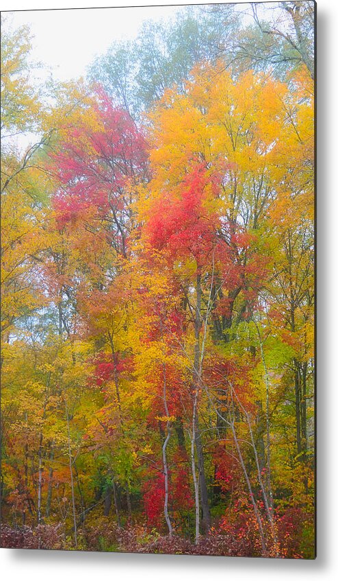 Fall Foliage Metal Print featuring the photograph Fall by Segura Shaw Photography