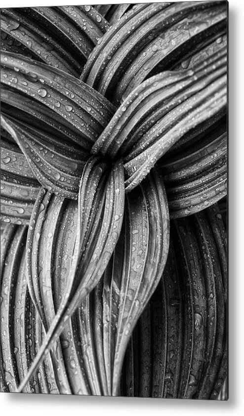 Black And White Metal Print featuring the photograph False Hellebore, Monochrome by Jeff Sinon