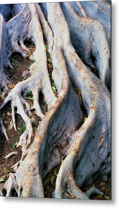 Tree Roots Metal Print featuring the photograph Family Bonds by Kerry Obrist