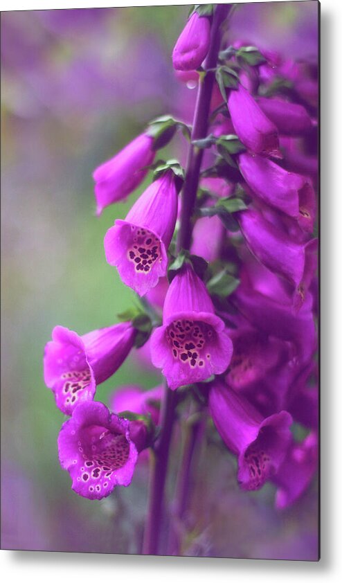 Foxglove Metal Print featuring the photograph Fancy Foxglove by Jessica Jenney