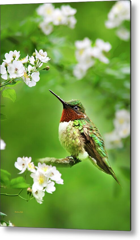 Hummingbird Metal Print featuring the photograph Fauna and Flora - Hummingbird with Flowers by Christina Rollo