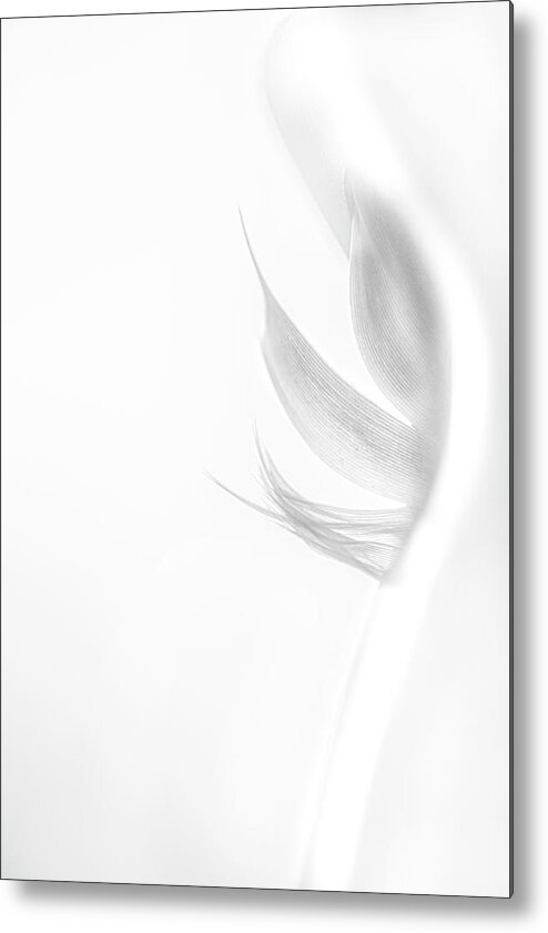 Feather Metal Print featuring the photograph Feather 2 by Kathy Paynter