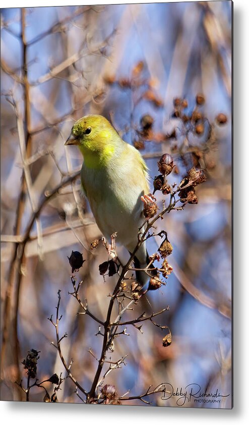 Bird Metal Print featuring the photograph Female American Lesser Goldfinch by Debby Richards