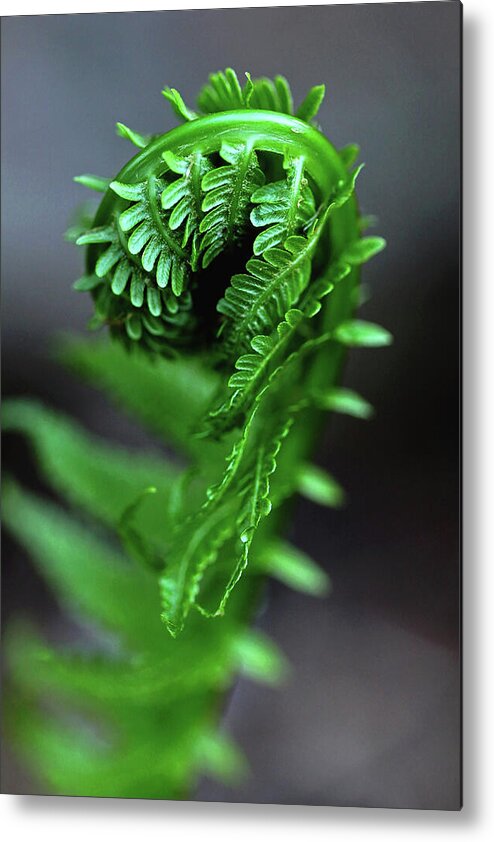 Fern Metal Print featuring the photograph Fern Frond by Debbie Oppermann