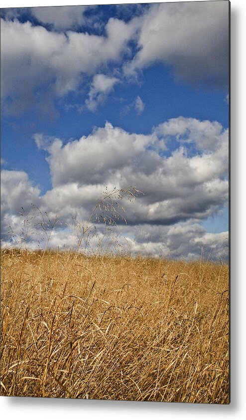 Outdoors Metal Print featuring the photograph Field against sky in autumn by Jennifer Smith