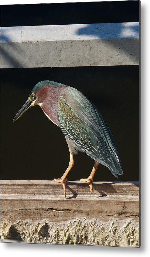 Florida Metal Print featuring the photograph Fishing Time by Melissa Southern
