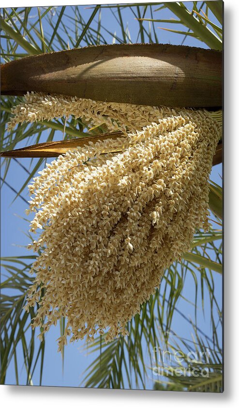 Date Palm Metal Print featuring the photograph Flowering date palm and blue sky by Adriana Mueller