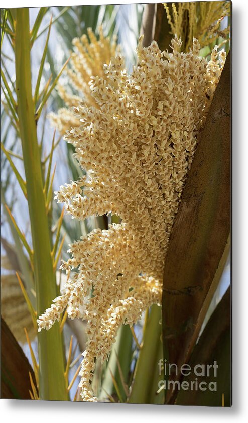 Date Palm Metal Print featuring the photograph Flowering date palm and sunlight by Adriana Mueller