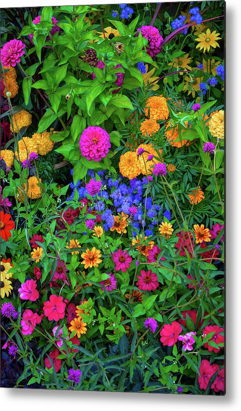 Flower Metal Print featuring the photograph Flowers so colorful by Bill Cubitt