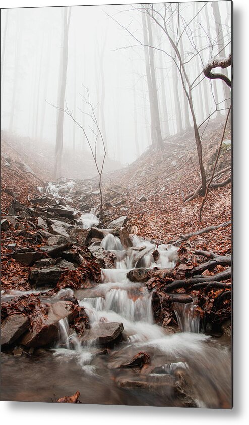 Foggy Metal Print featuring the photograph Foggy morning in a deciduous forest by Vaclav Sonnek