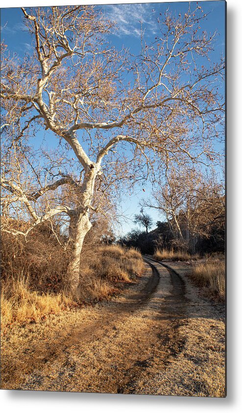 Trees Metal Print featuring the photograph Follow the Road by the Sycamore Tree by Mary Lee Dereske