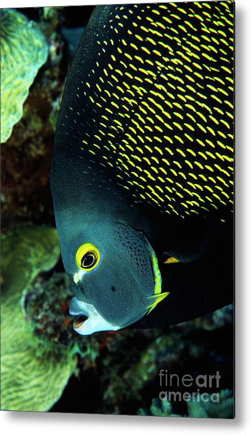 Bonaire Metal Print featuring the photograph French Angelfish Portrait FI6423 by Mark Graf