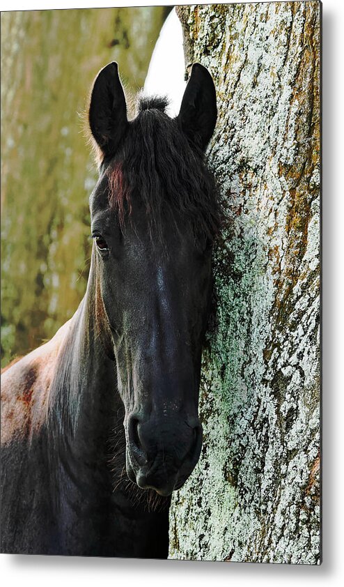 Horse Metal Print featuring the photograph Fresian Soul by Felipe Correa