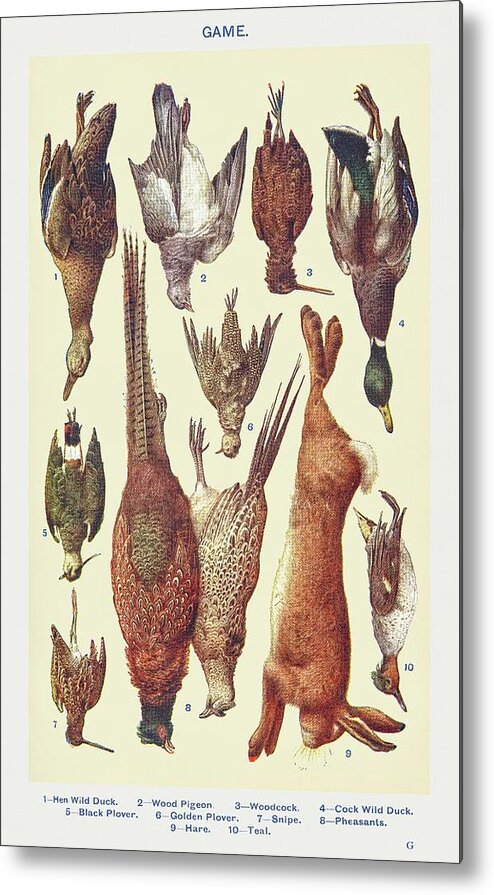 Game Hen Metal Print featuring the drawing Game I by Mrs Beeton