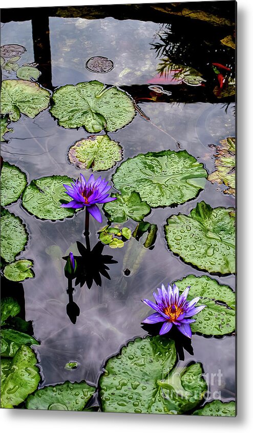 Reiman Gardens Metal Print featuring the photograph Gardens Purple Nymphaeaceae by Bob Phillips