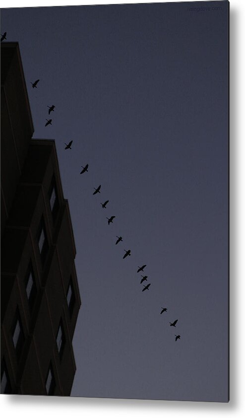 Flying Geese Geese Flying Sunrise Dawn Dark Blue Morning Highrise Metal Print featuring the photograph Geese Fly over Landmark Just Before Dawn March 3 2021 by Miriam A Kilmer