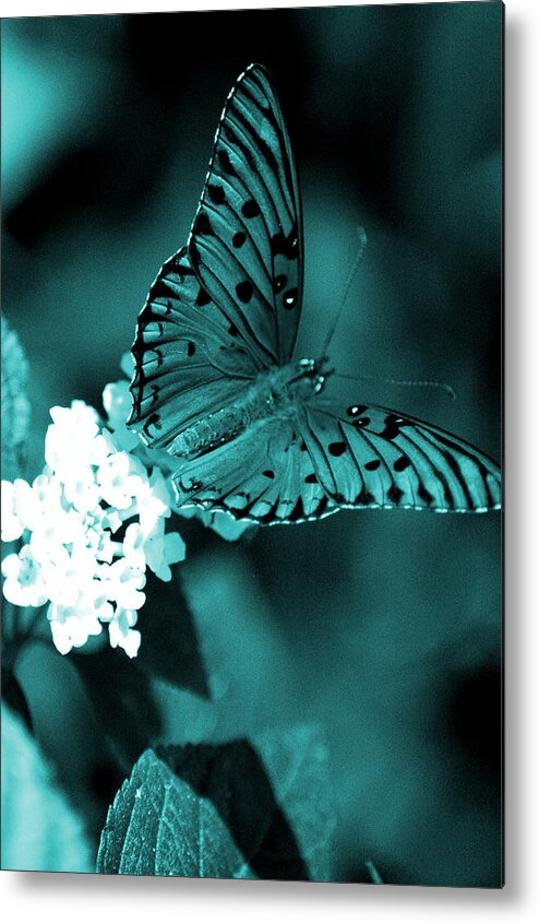 Gulf Metal Print featuring the photograph Gulf Fritillary Cyan 2 by David Weeks