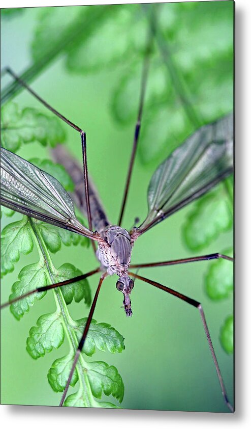 Insects Metal Print featuring the photograph Ghost on a fern by Jennifer Robin