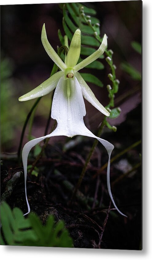 Big Cypress National Preserve Metal Print featuring the photograph Ghost Orchid Survivor by Rudy Wilms