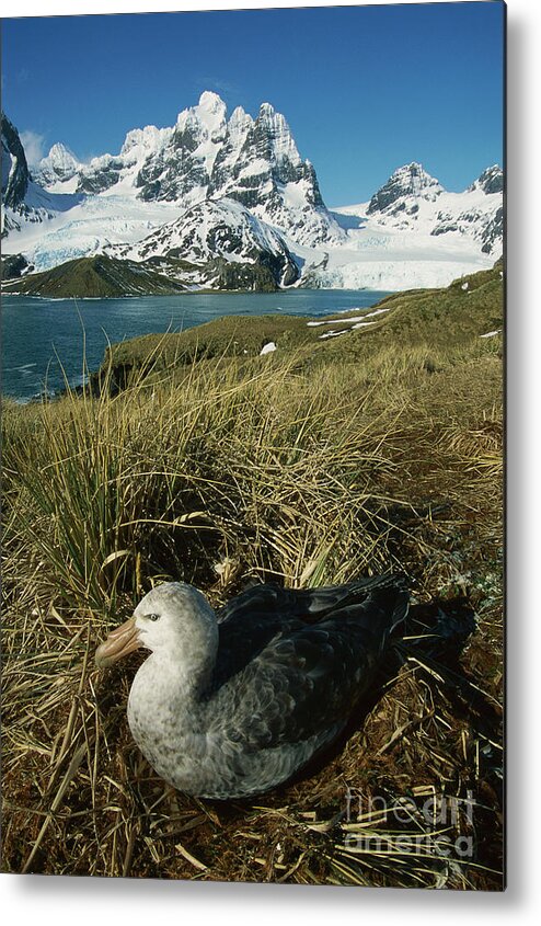 00260858 Metal Print featuring the photograph Giant Petrel and Mt Cunningham by Grant Dixon