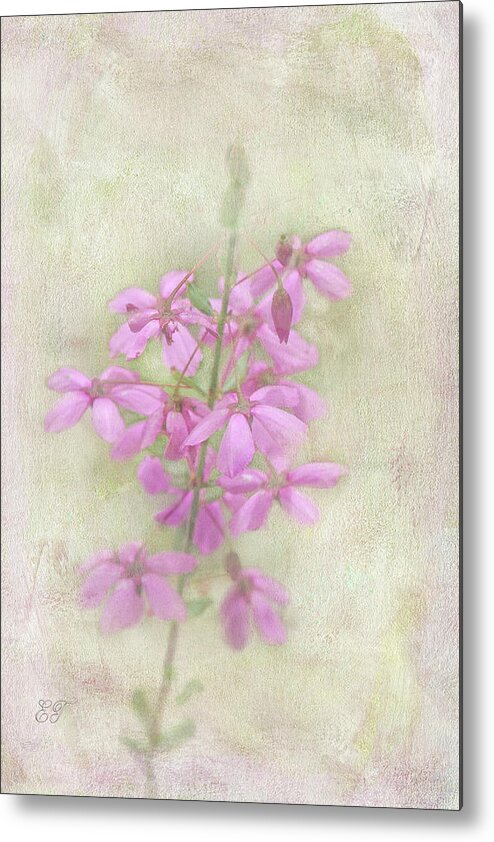 Flowers Metal Print featuring the photograph Glandular Pink-bells - Tetratheca labillardierei 4 by Elaine Teague