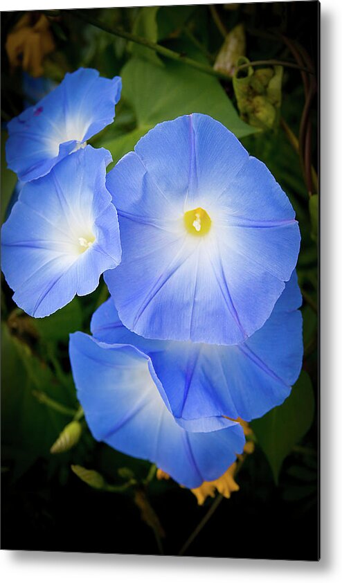 Blue Metal Print featuring the photograph Glorious Blue Morning Glory by Jeff Folger