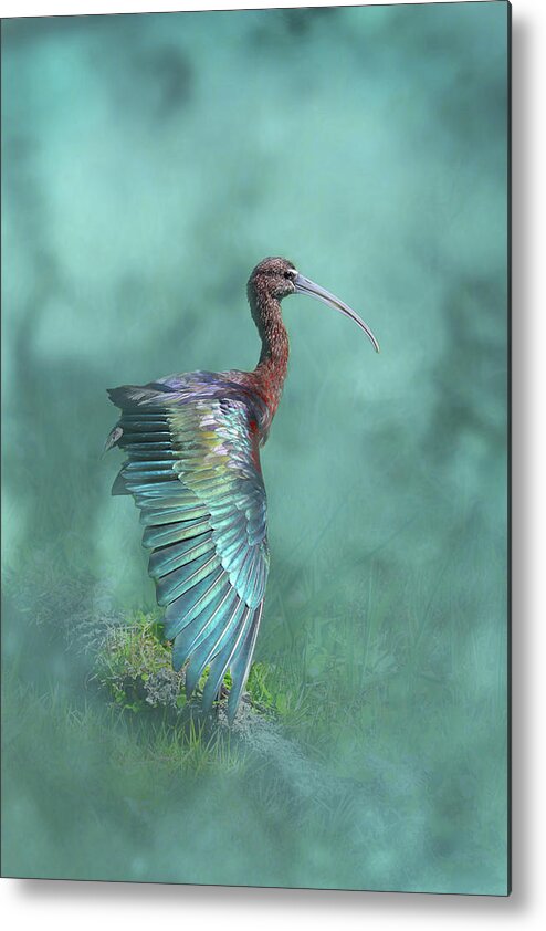 Glossy Ibis Metal Print featuring the photograph Glossy Ibis 4D by Sally Fuller