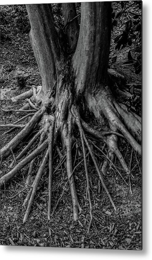 Tree Metal Print featuring the photograph Gnarly Feet by Jim Painter