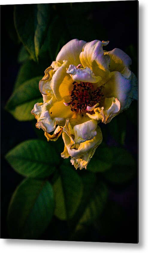 Rosa Chinensis Metal Print featuring the photograph Golden Hour Yellow Rose by W Craig Photography
