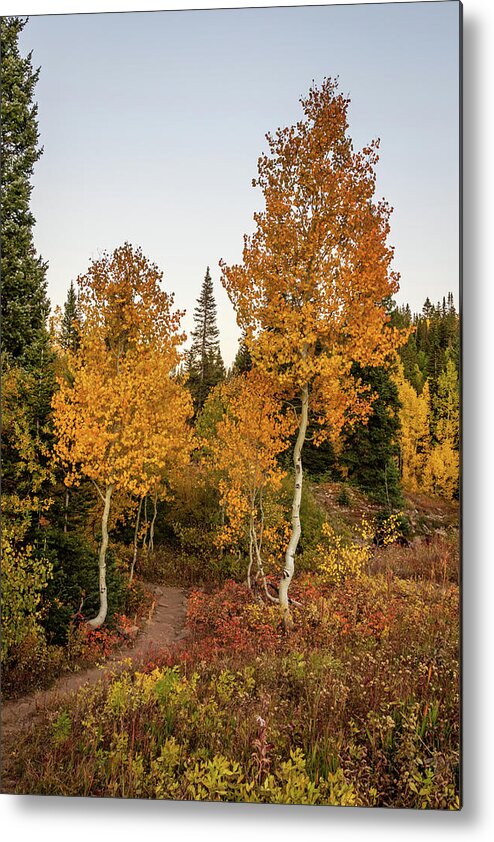 Colorado Metal Print featuring the photograph Golden Path by Jack Clutter