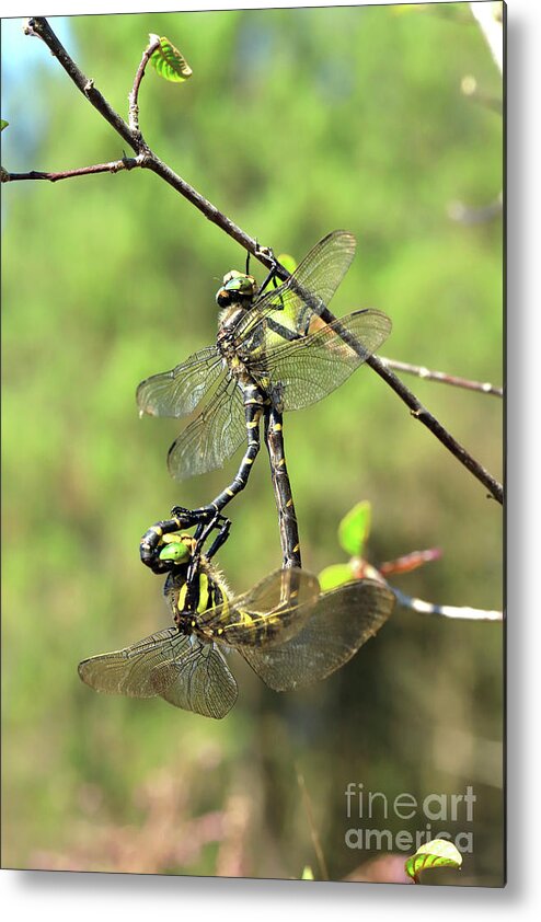 Golden Metal Print featuring the photograph Golden-ringed dragonfly Cordulegaster boltonii by Frederic Bourrigaud