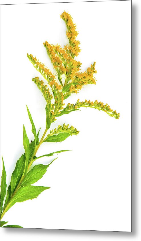 Flowers Metal Print featuring the photograph Goldenrod by Christina Rollo