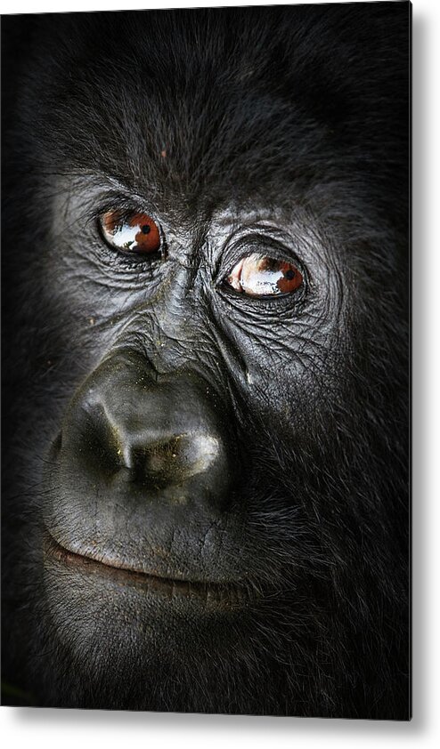 Gorilla Metal Print featuring the photograph Gorille Bageni by Sebastien Meys