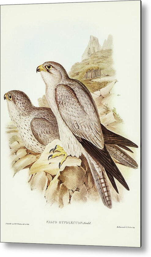Gray Falcon Metal Print featuring the drawing Gray falcon, Falco Hypoleucus by John Gould